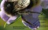 Bombus lapidarius